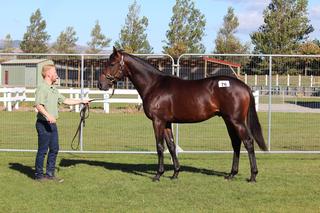 Top Lot (76) Raise the Flag x Legal Note offered by Pear Tree Farm purchased by Mr KT Myers for $52,500